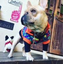 マーブルジップジャージ　FrenchBulldog