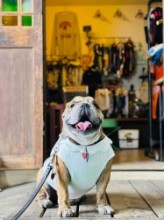 neck flower tank English Bulldog