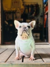 neck flower tank  French Bulldog