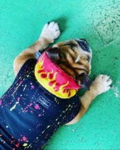 Fire Patterned cool neck  English Bulldog