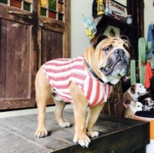 マルチREDストライプタンク♡EnglishBulldog