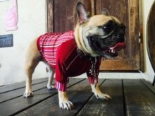 COOL ロンT マルチ French Bulldog