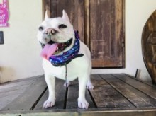 トライアングル▲COOLネック　FrenchBulldog