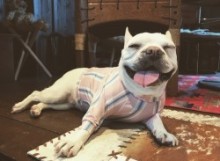 ピンクストライプCOOLロンT!FrenchBulldog