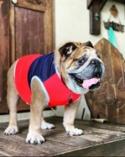 multiメッシュタンク　English Bulldog