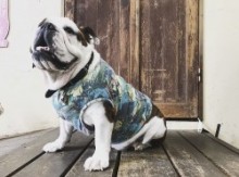 ラストサマータンク　EnglishBulldog