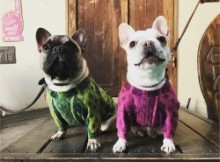 ジャガードMIX COLOR French Bulldog