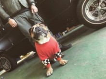 レーシング /ss パーカー  English Bulldog