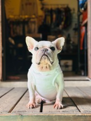 neck flower tank  French Bulldog