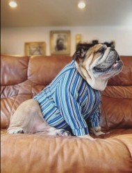 マルチカラー☆ストライプT　EnglishBulldog