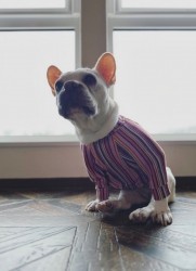 マルチカラー☆ストライプT　FrenchBulldog