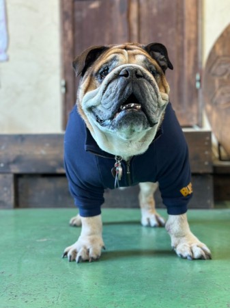 ハーフジップGOLFSWEAT!!　EnglishBulldog