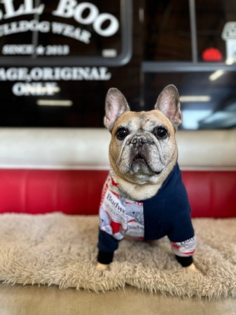 Budweiser!!アシメフードパーカー　FrenchBulldog