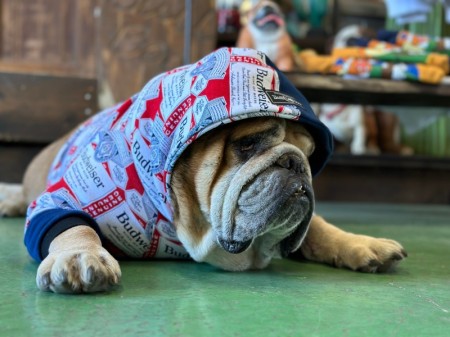 Budweiser!!アシメフードパーカー　EnglishBulldog