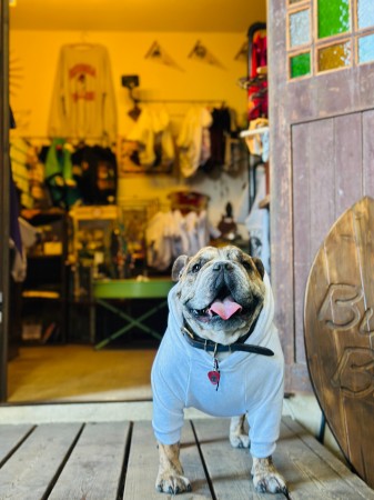 NEW !! Paisley back print hoodie　English Bulldog