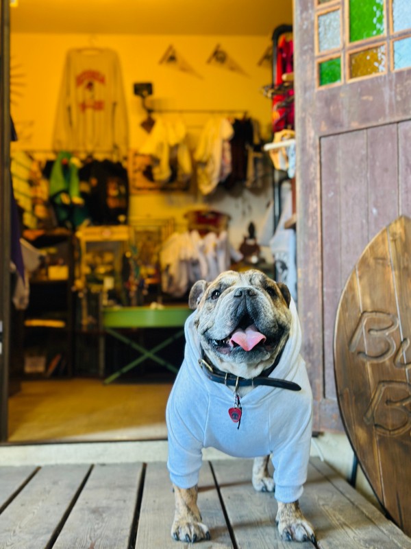 NEW !! Paisley back print hoodie　English Bulldog