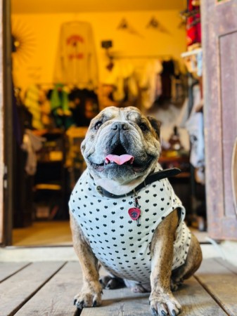 50's RetroTank   English Bulldog