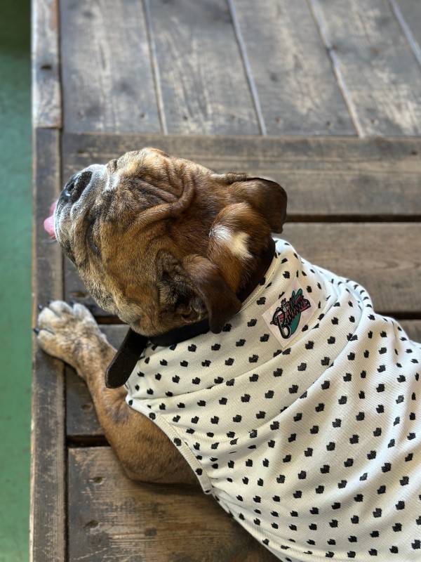 50's RetroTank   English Bulldog