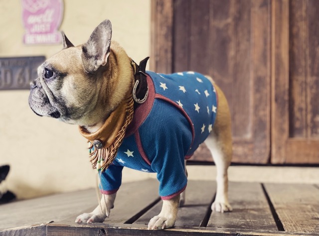 Stars&Stripes☆★☆　 FrenchBulldog