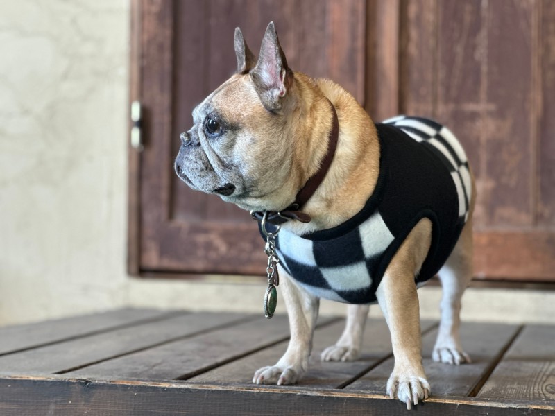 モーターチェッカータンク　FrenchBulldog