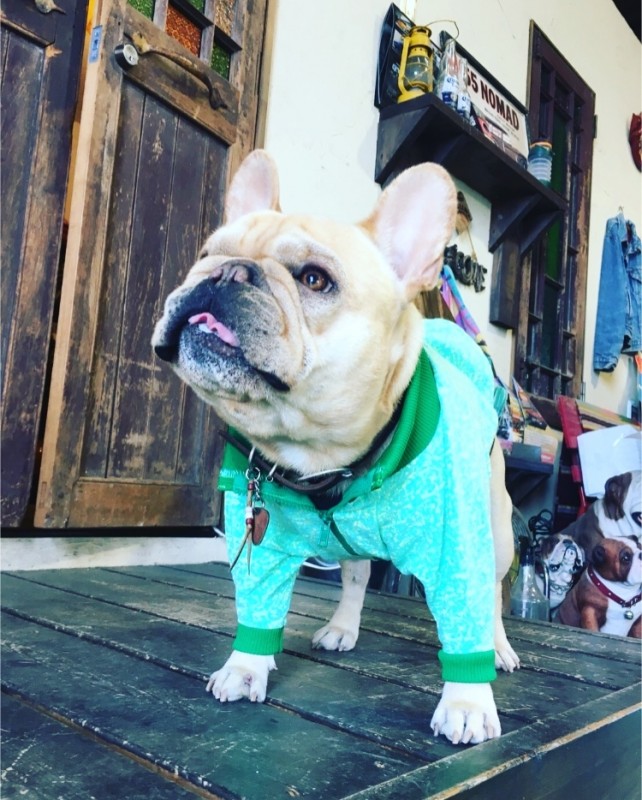 ショートジップリブマン  French Bulldog