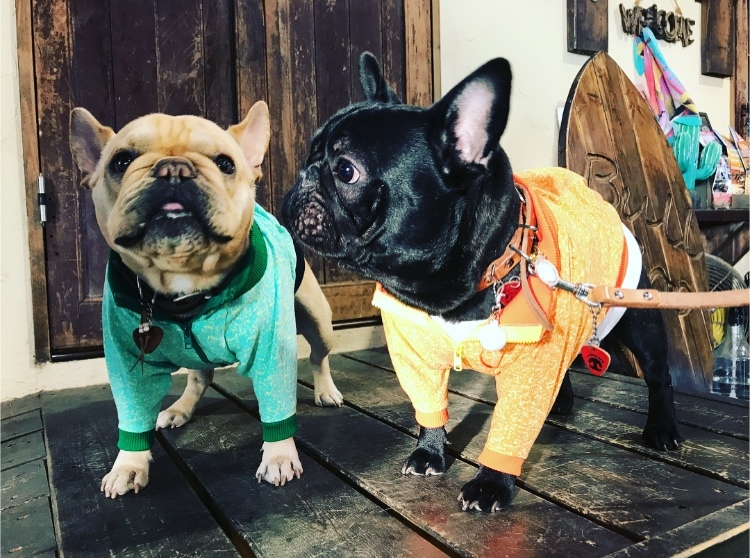 ショートジップリブマン  French Bulldog