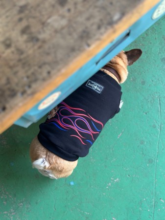 FIRE Pinstripe BULLDOG French Bulldog