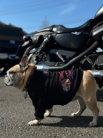 FIRE Pinstripe BULLDOG French Bulldog