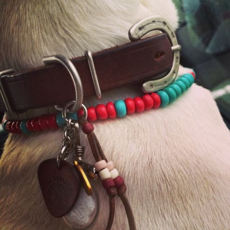 Leather color    French  bulldog