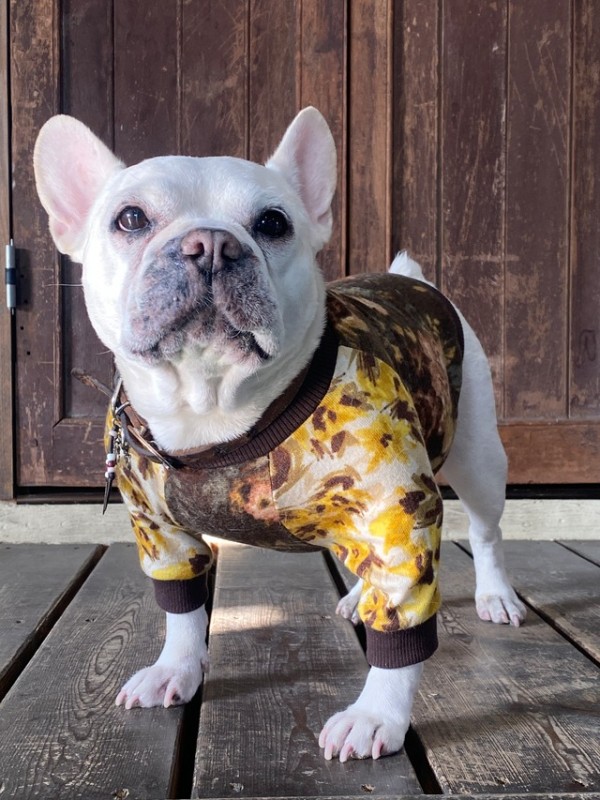 Vintage Flower　French bulldog