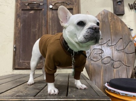 Wavy Turtel Neck　French Bulldog