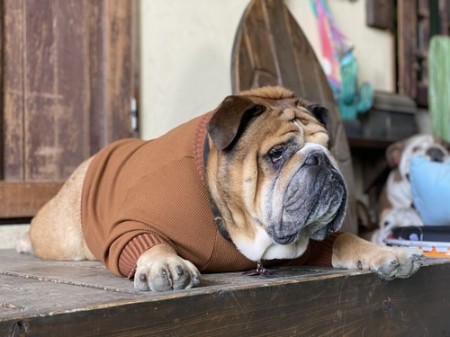 Wavy Turtel Neck　EnglishBulldog