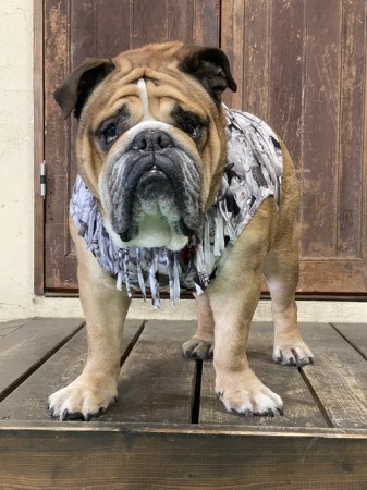 モンローフリンジタンク　EnglishBulldog