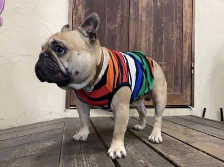 CRAZY ZEBRA!!タンク　French Bulldog