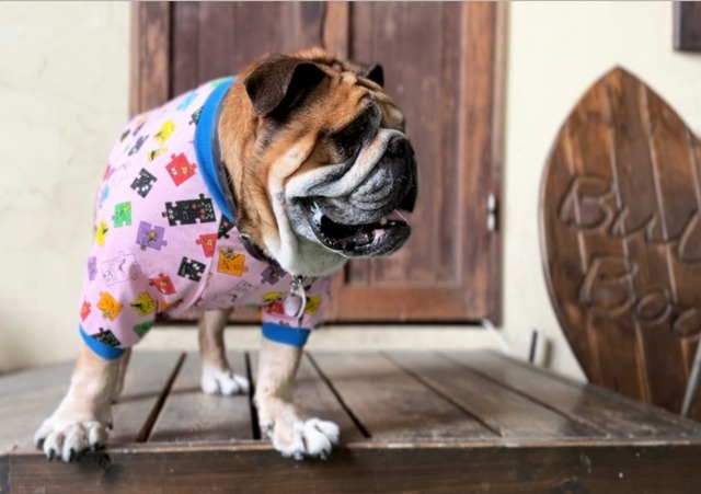 キャラピースロンT　EnglishBulldog