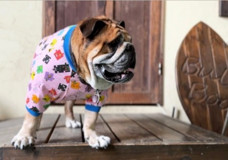 キャラピースロンT　EnglishBulldog