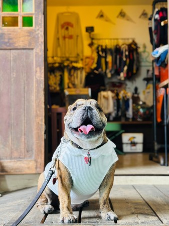 neck flower tank English Bulldog