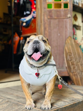 neck flower tank English Bulldog