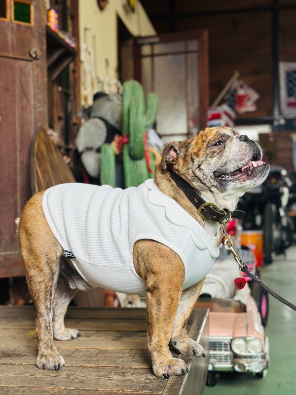 neck flower tank English Bulldog