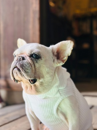 neck flower tank  French Bulldog