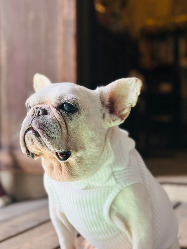 neck flower tank  French Bulldog