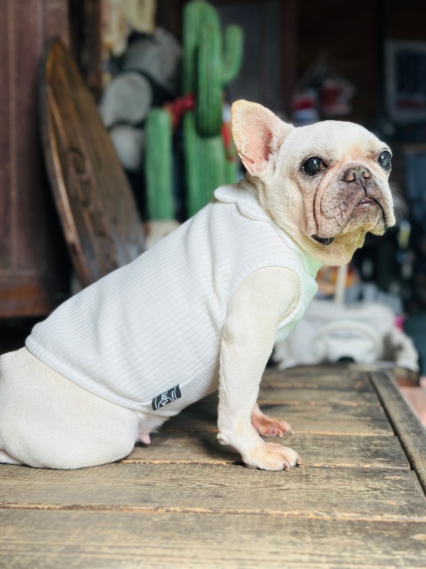 neck flower tank  French Bulldog