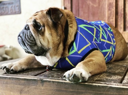 Bright COOL Pocket TANK  English Bulldog