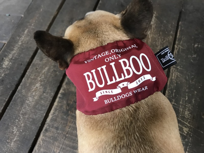 BULLBOOネーム!COOLネック☆EnglishBulldog/FrenchBulldog