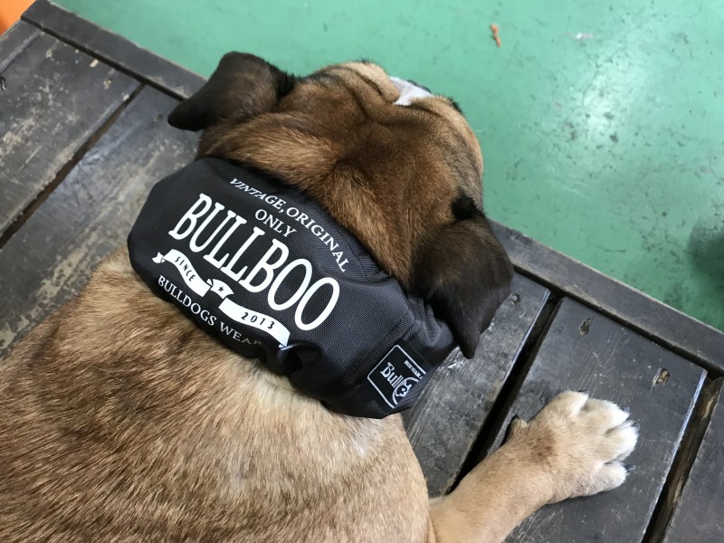 BULLBOOネーム!COOLネック☆EnglishBulldog/FrenchBulldog