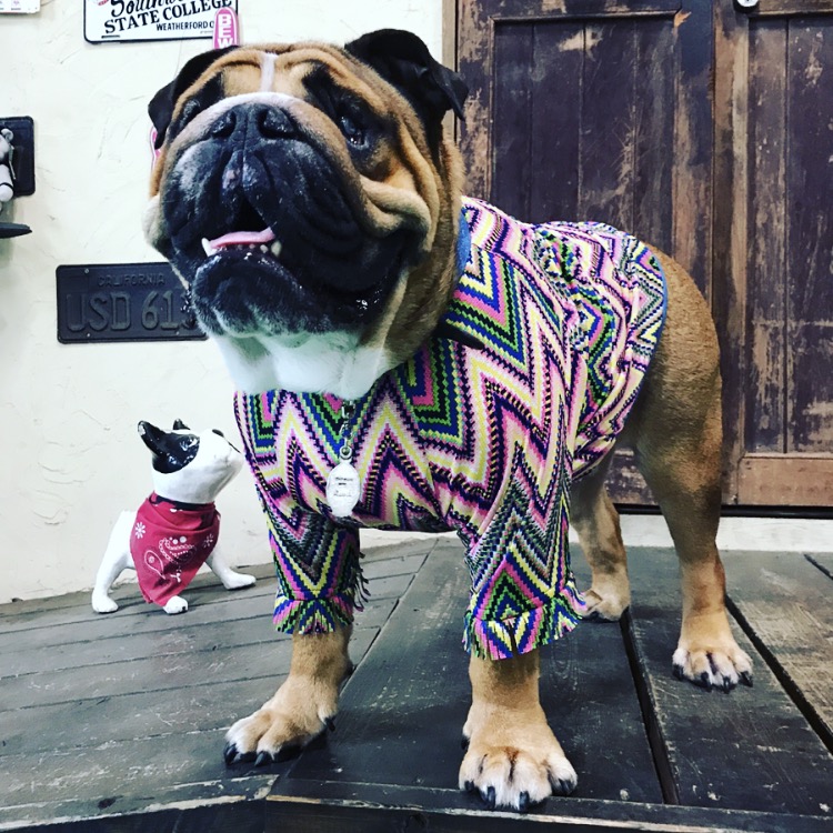 フリンジCOOLロンT EnglishBulldog