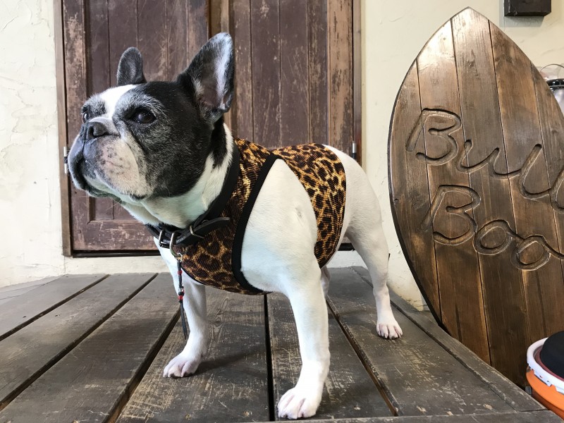 Leopard 水着マッチョタンク Frenchbulldog イングリッシュブルドッグ フレンチブルドッグのオリジナル服とグッズの販売 ブル ブー