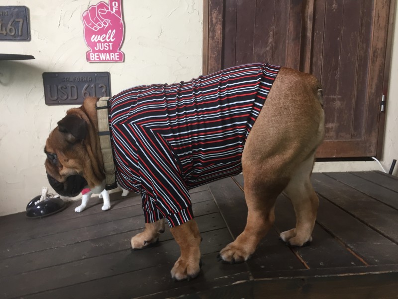 COOL ロンT BLACK Line EnglishBulldog