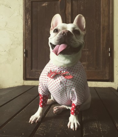 レトロ BETTY リボン♡ French Bulldog