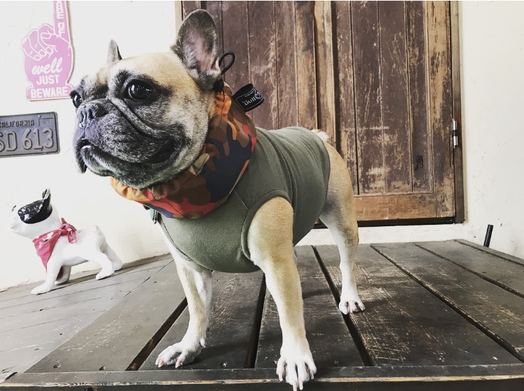 カモフラ COOL NECK  French Bulldog